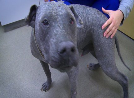 NOLA Pet Doctors and the case of the hairless pit bull