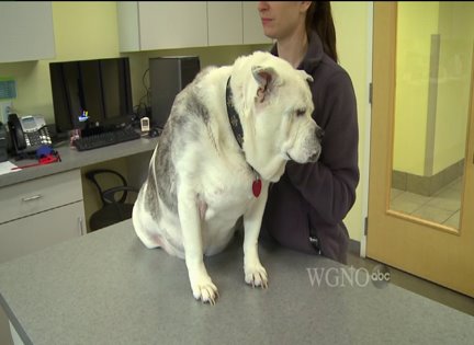 Hypothyroid Can Cause a Host of Problems for Your Dog