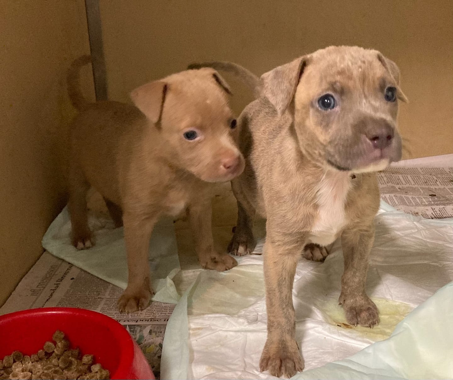 https://digital-release.wgno.com/news/humane-society-rescue-team-rescues-5-puppies-from-65-foot-well/
