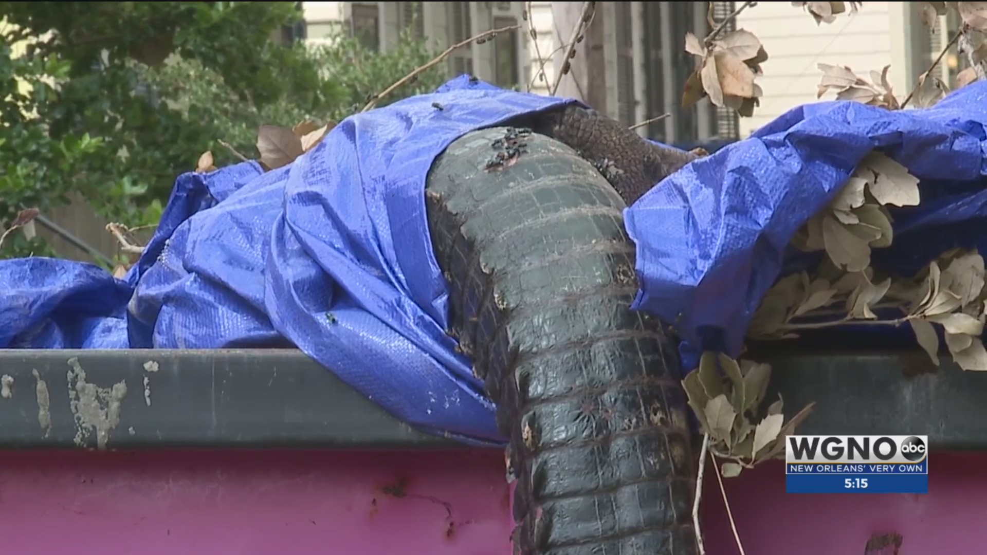 https://digital-release.wgno.com/news/local/dead-gator-found-in-uptown-sending-shock-waves-through-the-neighborhood/