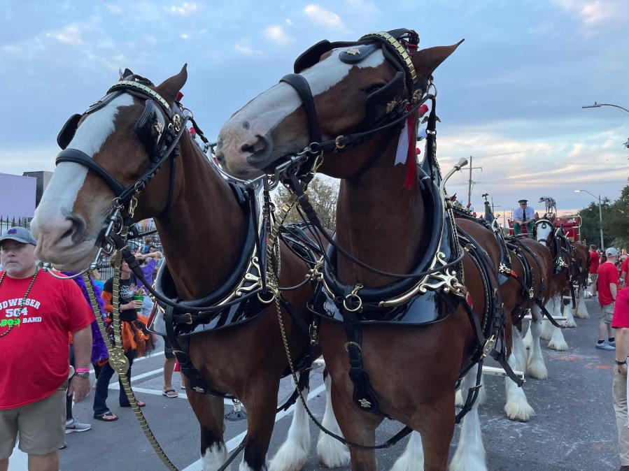 https://digital-release.wgno.com/news/local/gallery-krewe-of-boo-rolls-through-and-haunts-new-orleans/
