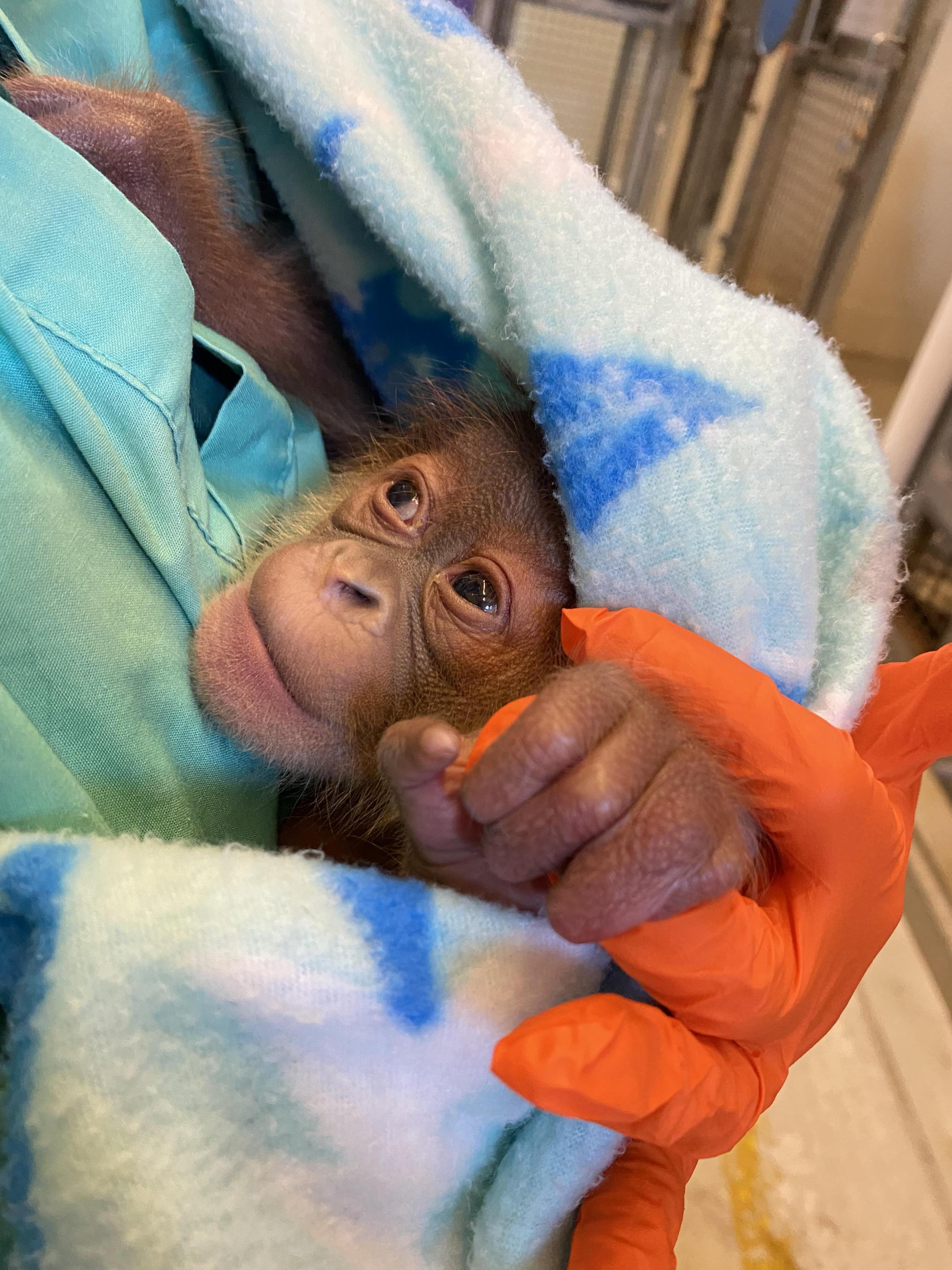 https://digital-release.wgno.com/news/local/audubon-zoo-welcomed-its-newest-resident-on-christmas-eve/