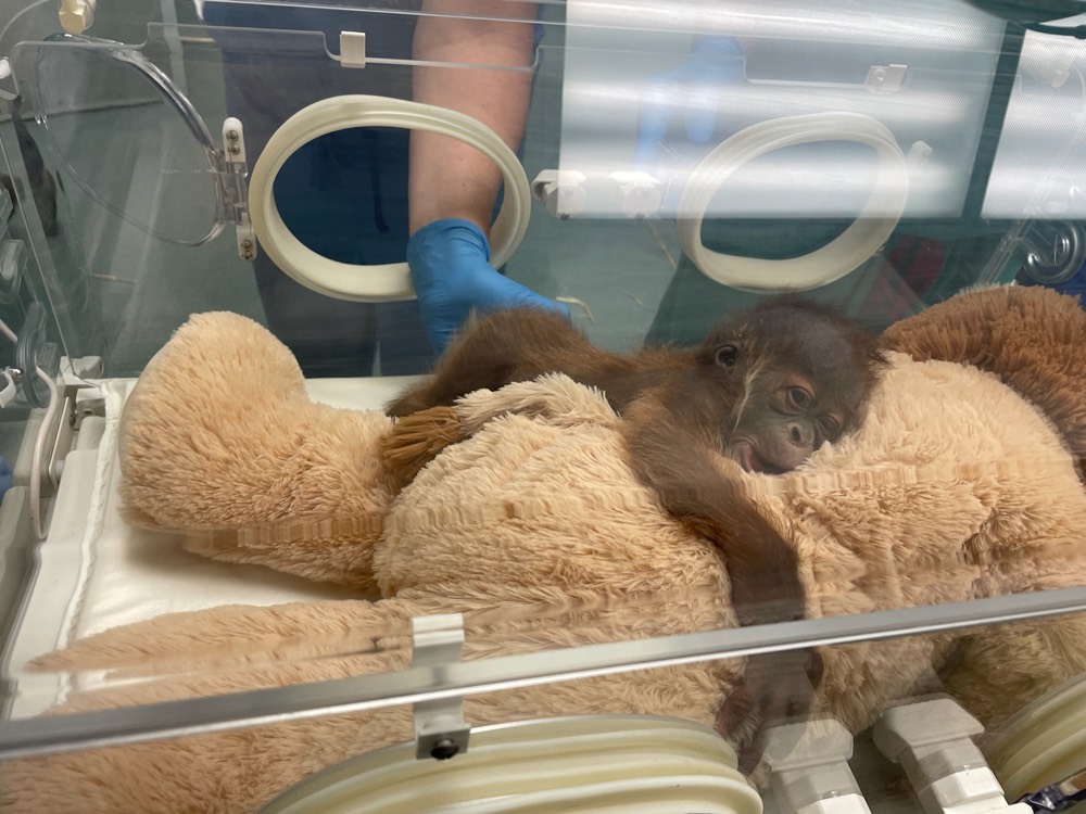 https://digital-release.wgno.com/news/local/audubon-zoo-welcomed-its-newest-resident-on-christmas-eve/