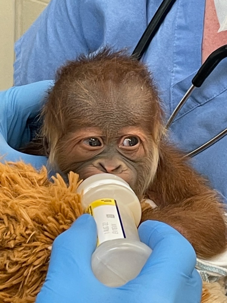 https://digital-release.wgno.com/news/local/audubon-zoo-welcomed-its-newest-resident-on-christmas-eve/