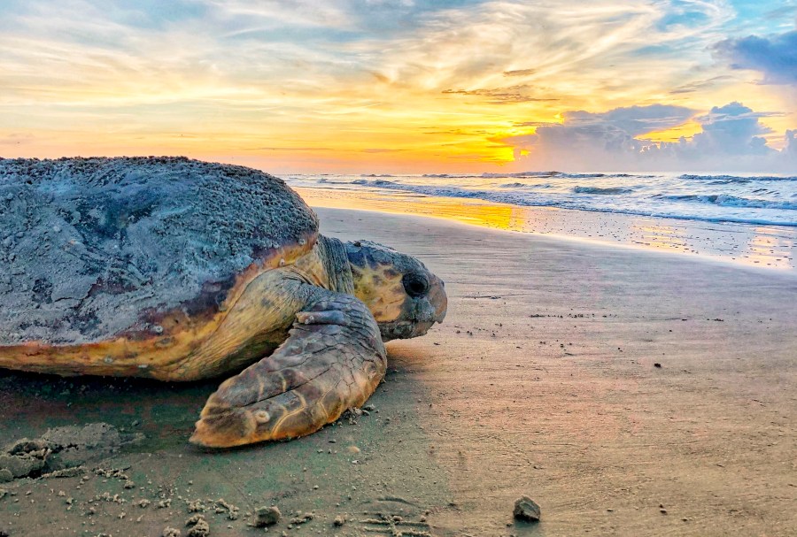 FILE - In this June 30, 2019, photo provided by the Georgia Department of Natural Resources, a loggerhead sea turtle returns to the ocean after nesting on Ossabaw Island, Ga. A U.S. agency has agreed Friday, May 5, 2023, to an in-depth study of whether dredging a Georgia shipping channel in the spring and summer would post threats to rare sea turtles. (Georgia Department of Natural Resources via AP, File)